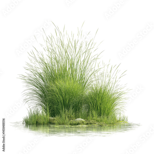 Lush Green Ornamental Grass by Water's Edge