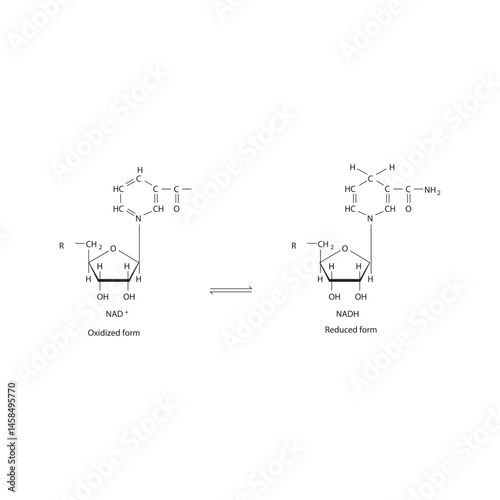 NAD⁺ and NADH Skeletal molecular Structures.  Oxidized and Reduced Forms schematic illustration.