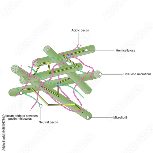 Plant Cell Wall Structure  Illustration Showing Cellulose Microfibrils, Hemicellulose, Neutral and Acidic Pectins, and Calcium Ion Bridges – Educational Biology Diagram for Scientific Use
