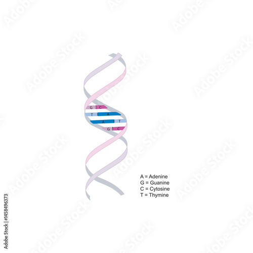 DNA double helix vector illustration. Simple schematic representation of deoxyribonucleic acid with labeled base pairs (A-T, G-C), spiral structure, and molecular bonds.