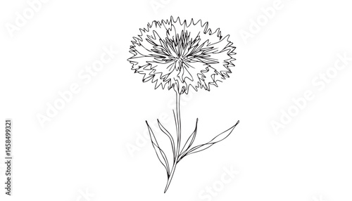 Continuous one single minimal line drawing Marigold