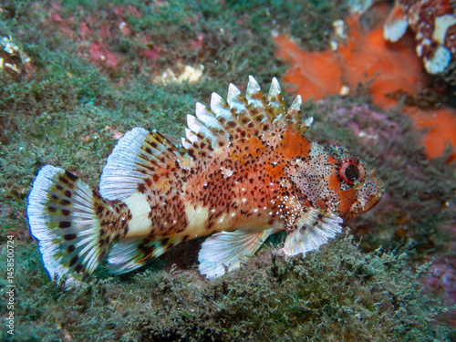 Close Up of Madeira Scorpion Fish