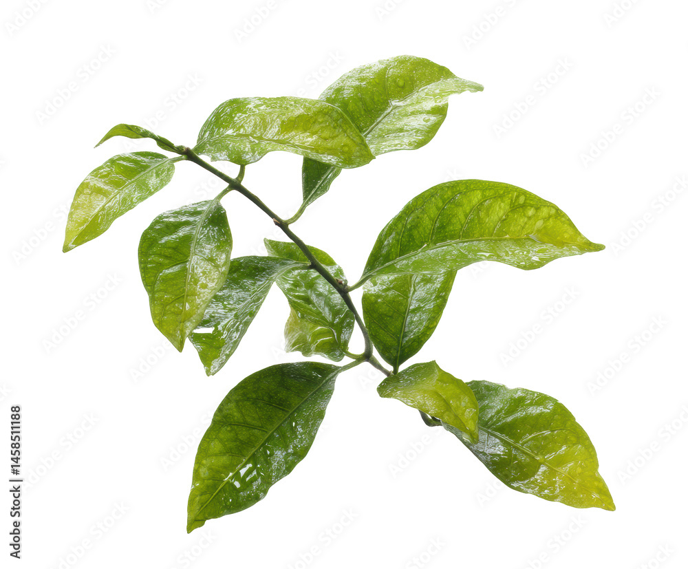 Naklejka premium Fresh green leaves showcasing natural beauty and vitality on a transparent background, cut out