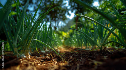 Organically domesticate garlic plantation in a vegetable garden