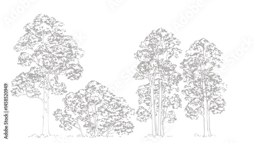 A detailed architectural drawing of a dense forest elevation, featuring a variety of deciduous and coniferous trees with intricate line work and fine textures.