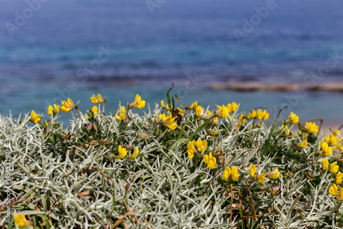 Close-up view of spring meadow (Greece)