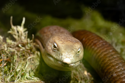 The sheltopusik (Pseudopus apodus), also commonly called Pallas's glass lizard, the European legless lizard, portrait of a large white lizard.