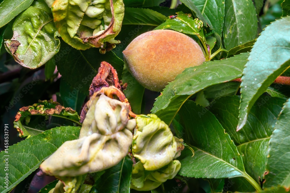 Peach tree leaves are curled and discolored from damage, but the single peach remains healthy.