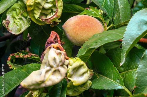 Obraz na płótnie Peach tree leaves are curled and discolored from damage, but the single peach remains healthy. w salonie