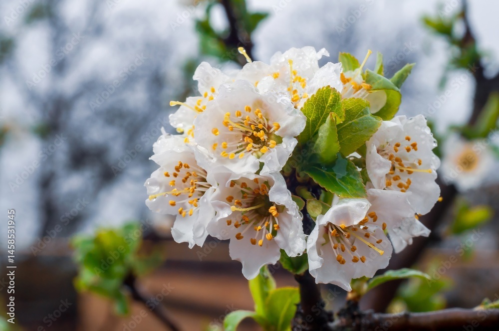 Fresh plum blossoms are in full bloom, showcasing white petals and vibrant yellow stamens on a spring day.