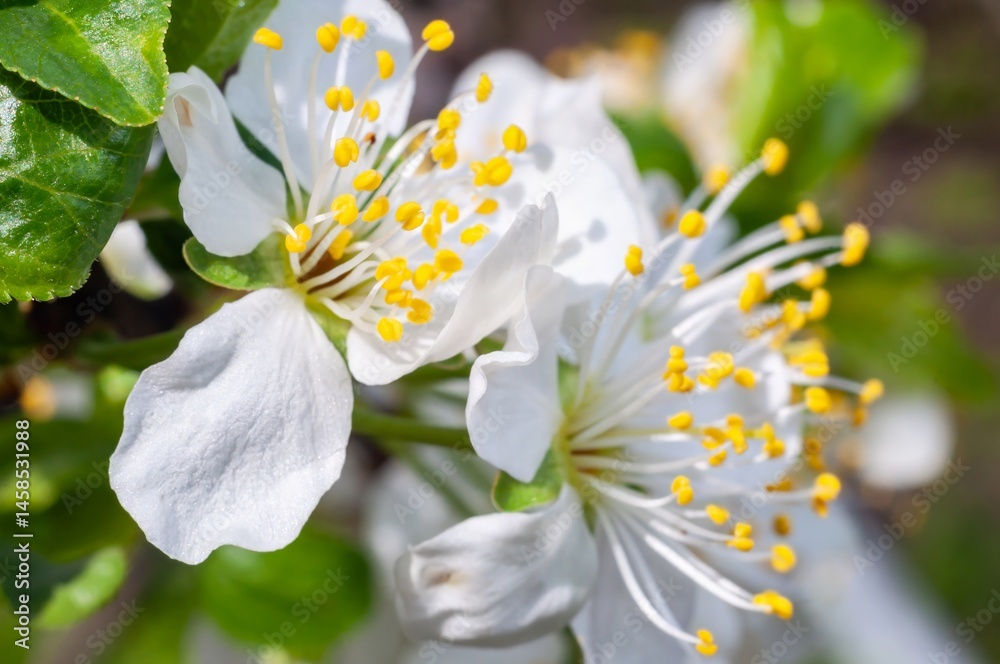 Up-close plum blossoms in spring reveal intricate stamen details against a soft backdrop.