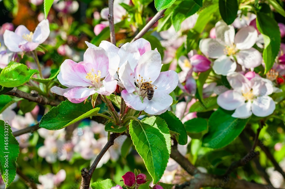 A honeybee is busy gathering pollen from delicate pink and white apple blossoms in spring.