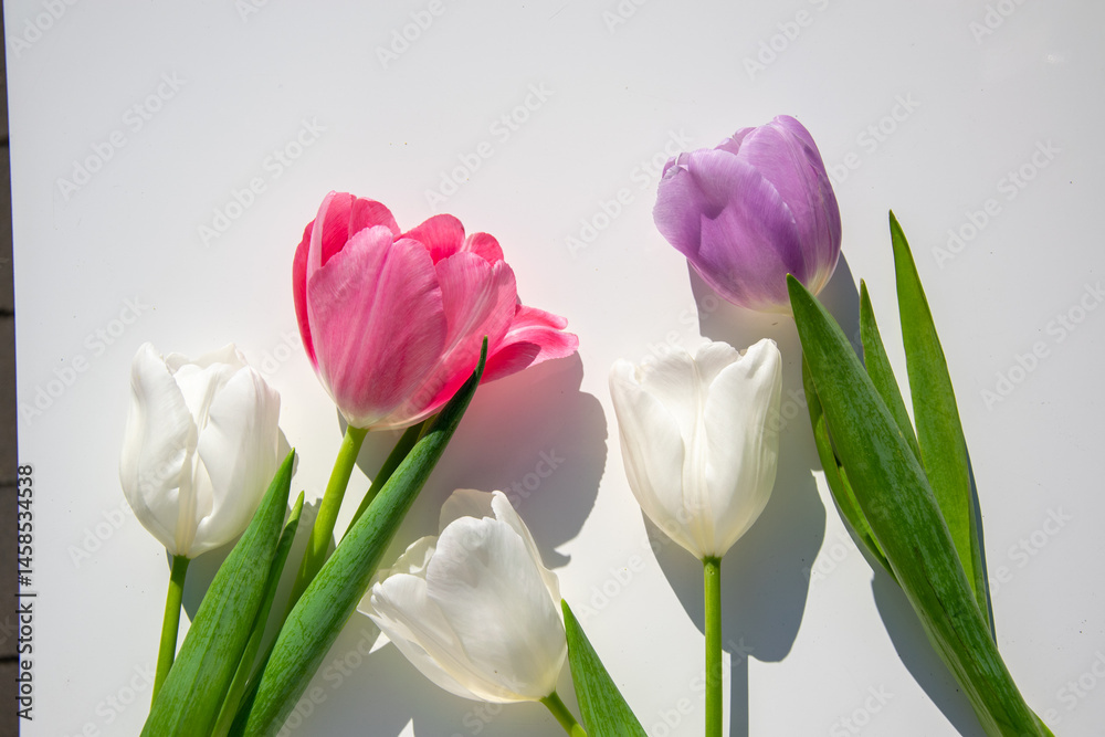 Fototapeta premium A vibrant arrangement of pink, white, and purple tulips on a clean white surface highlights the essence of spring's beauty.