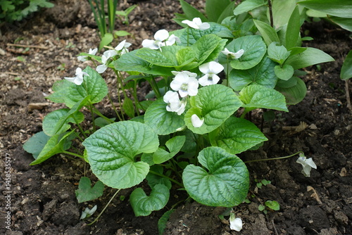Blooming Viola sororia plant in mid May