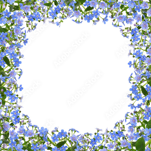 Sprig of blue forget-me-not...