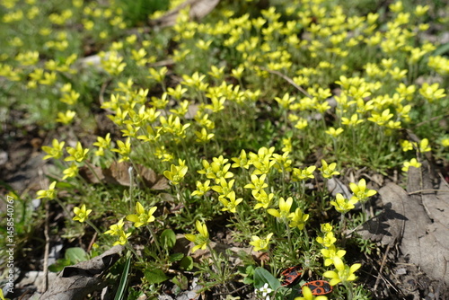 Obraz na płótnie Closeup of yellow flowers of ceratocephala testiculata in April w salonie