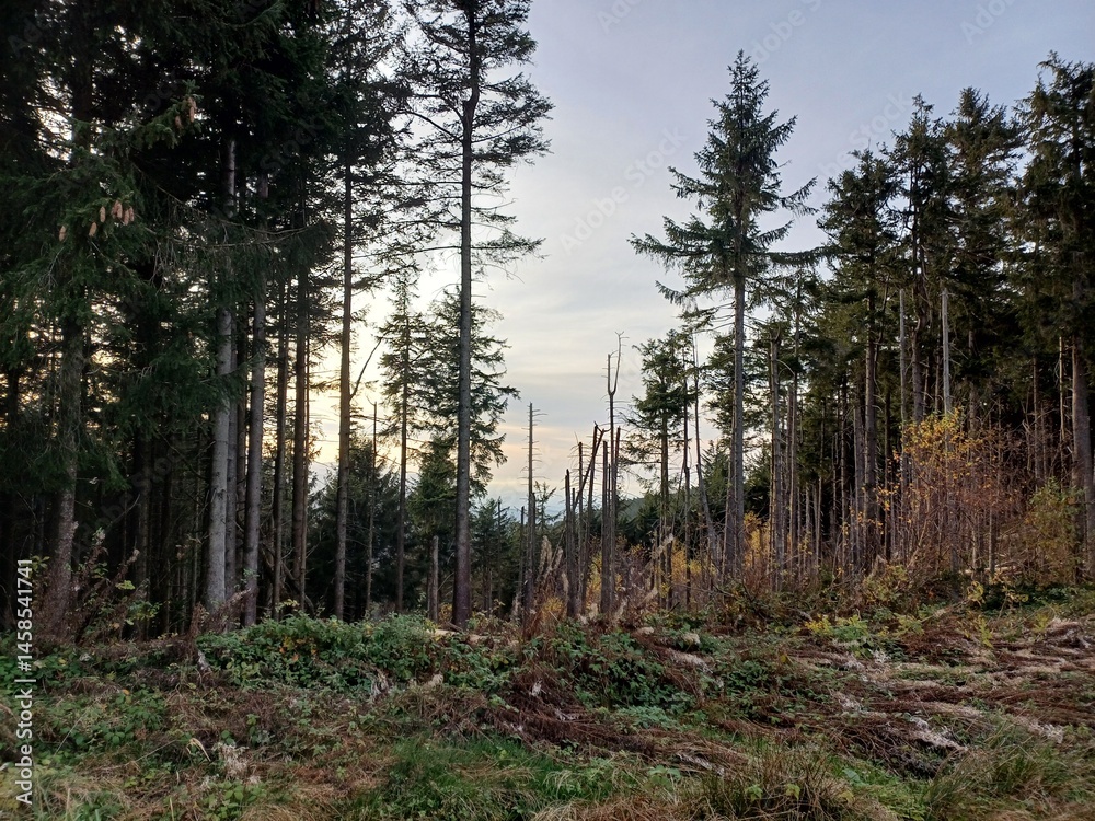 Obraz premium trees in the forest