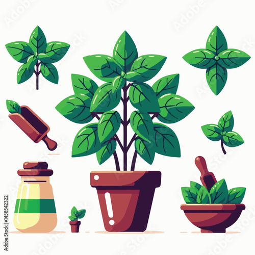 herb, fresh, leaf, green, basil, italian, background, herbal, food, raw, healthy, isolated, culinary, vegetarian, ingredient, vegetable, white, natural, organic, cooking, spice, closeup, plant, leaves