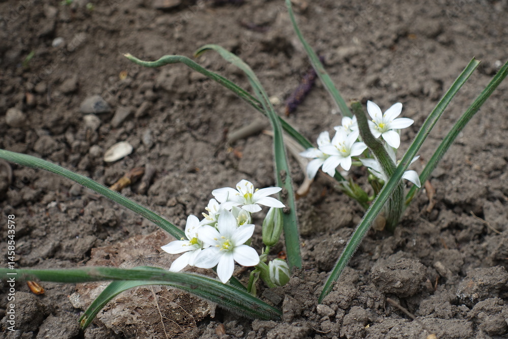 Buds and white flowers of Ornithogalum fimbriatum in April
