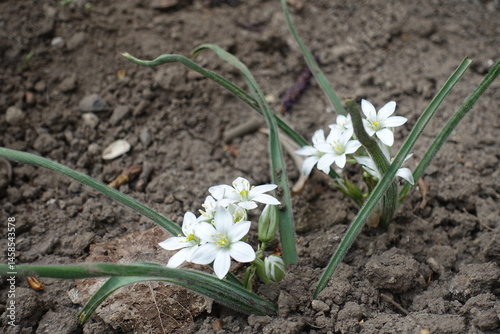 Obraz na płótnie Buds and white flowers of Ornithogalum fimbriatum in April w salonie