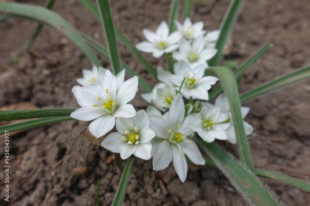 Closeup of white flowers of Ornithogalum fimbriatum in April