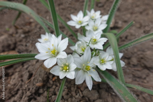 Obraz na płótnie Closeup of white flowers of Ornithogalum fimbriatum in April w salonie