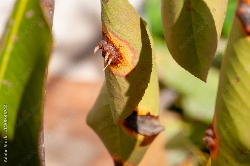 Damaged pear tree leaves with visible spots, indicating plant disease or pest infestation in autumn.