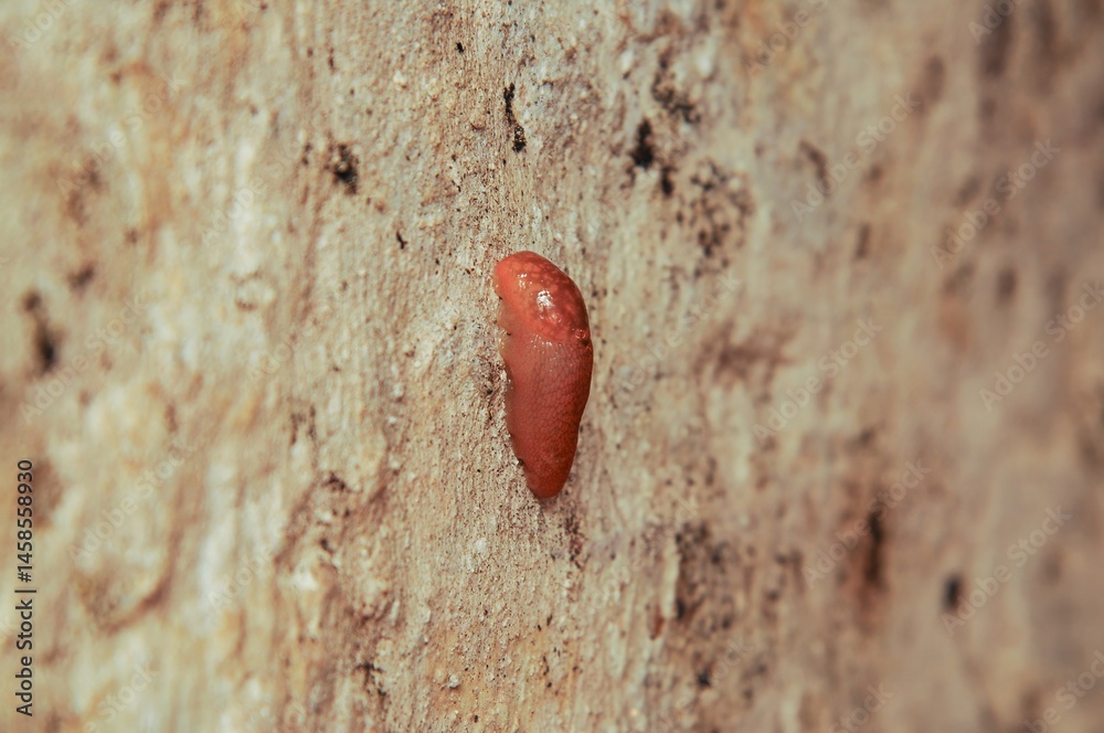 A vibrant red slug clings to a textured, earthy surface, highlighting the creature's smooth form.