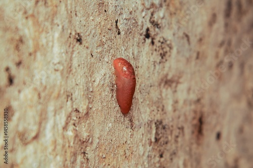 A vibrant red slug clings to a textured, earthy surface, highlighting the creature's smooth form.