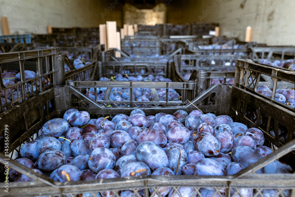 A load of freshly harvested plums in shallow plastic crates inside a refrigerated truck before unloading at the warehouse for sorting, processing, and storage.