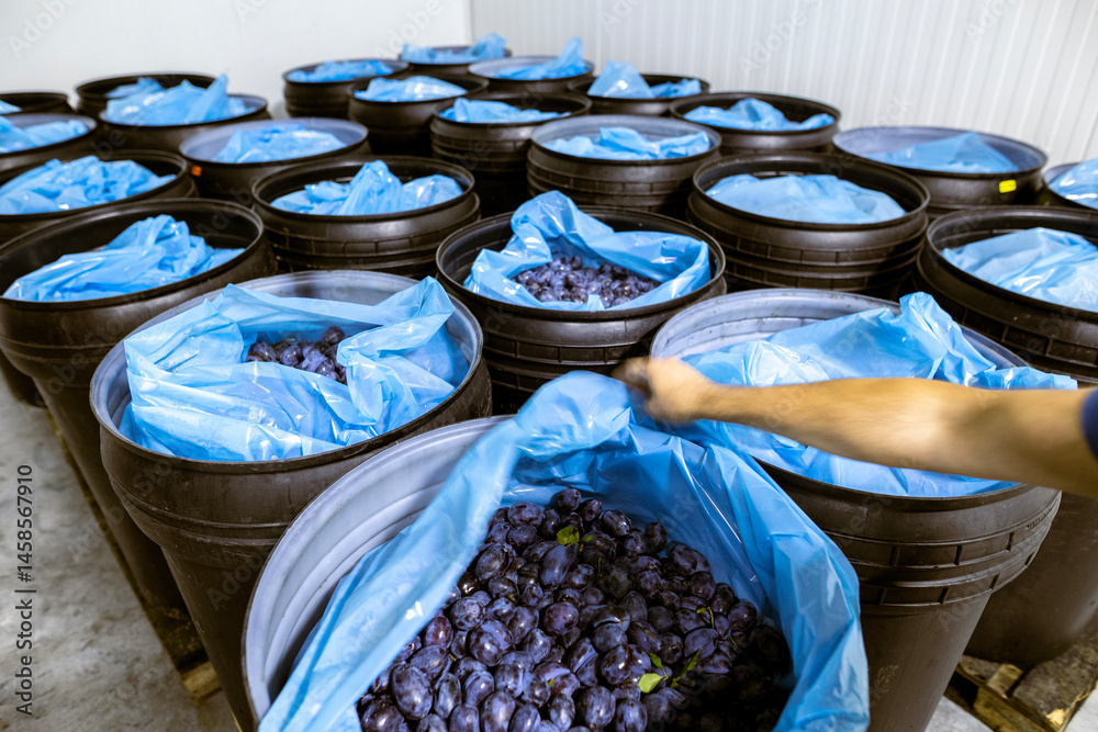 Freshly harvested plums in deep black plastic barrels inside a refrigerated chamber at the warehouse for sorting, processing, and storage.