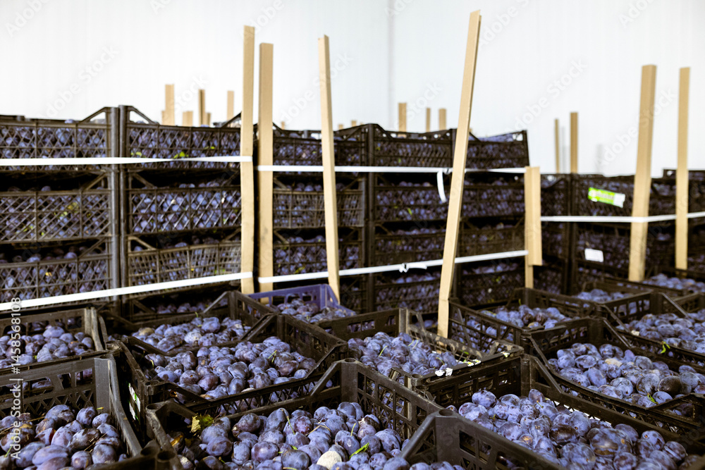 A load of freshly harvested plums in shallow black plastic crates inside a refrigerated chamber at the warehouse for sorting, processing, and storage.