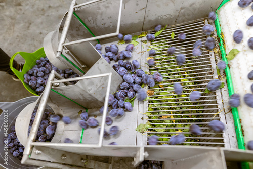 A load of freshly harvested plums on a white plastic sorting conveyor belt at the warehouse for sorting, processing, and storage.