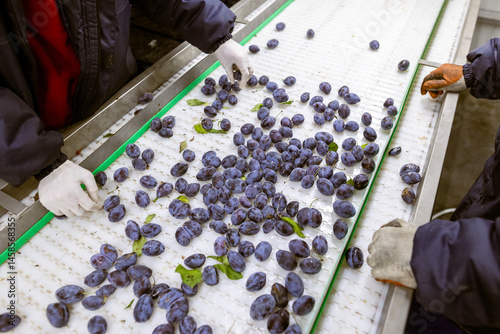 Workers manually sort and inspect the freshly harvested plums on a white plastic sorting conveyor belt at the warehouse for sorting, processing, and storage.