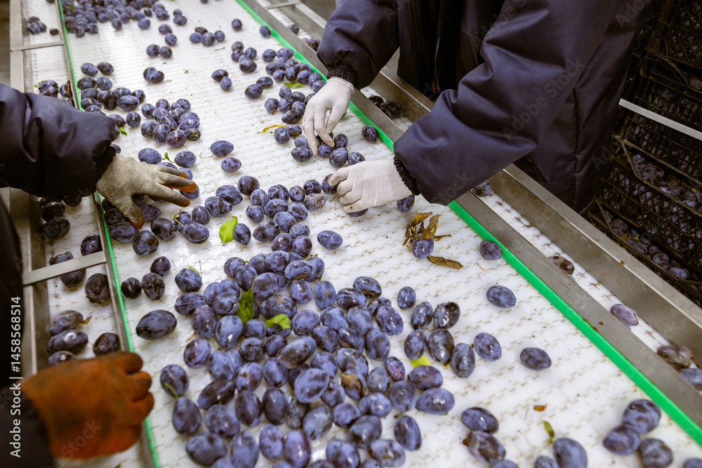 Workers manually sort and inspect the freshly harvested plums on a white plastic sorting conveyor belt at the warehouse for sorting, processing, and storage.
