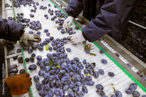 Obraz na płótnie Workers manually sort and inspect the freshly harvested plums on a white plastic sorting conveyor belt at the warehouse for sorting, processing, and storage. w salonie