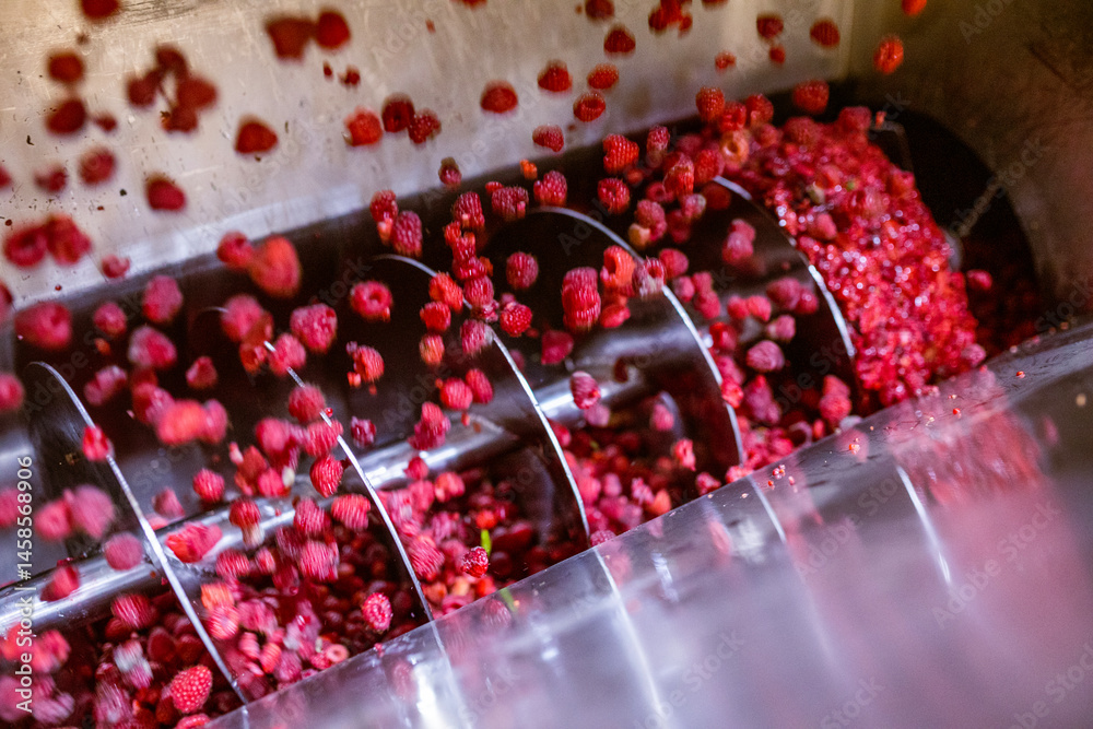Ripe sweet raspberry fruits in the screw press. Juicy berries are crushed by a food-grade stainless steel screw. The process of making berry jam.