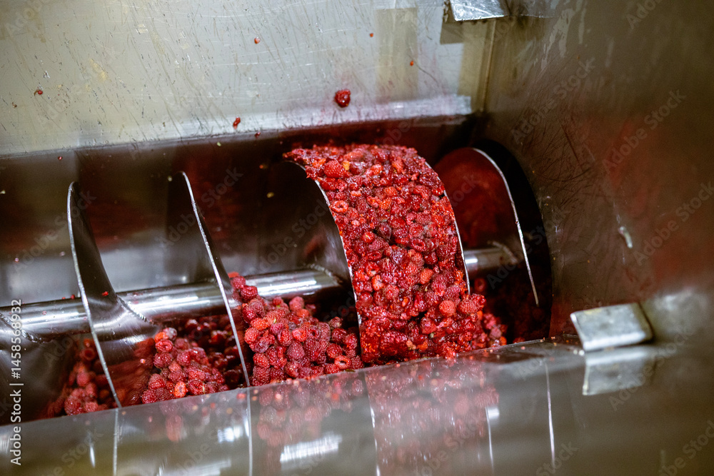 Ripe sweet raspberry fruits in the screw press. Juicy berries are crushed by a food-grade stainless steel screw. The process of making berry jam.