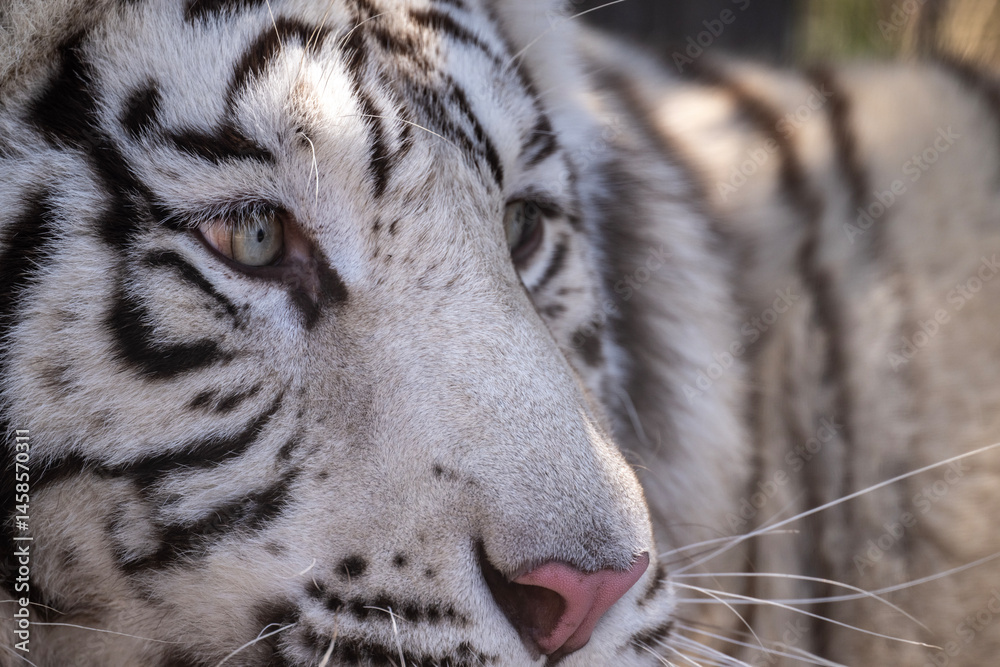 Naklejka premium a beautiful young tiger close-up in natural conditions on a spring day