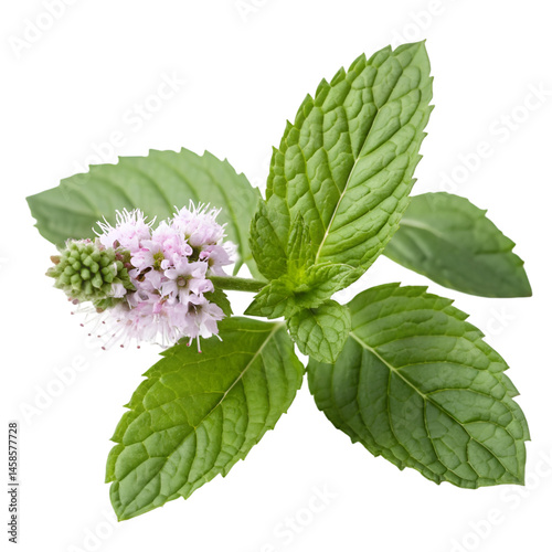 Blooming peppermint flower isolated on transparent background
