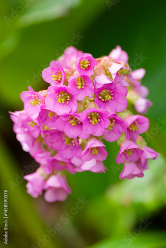 Bergenia flowering plant. Pink flowers of elephant-eared saxifrage plant. photo