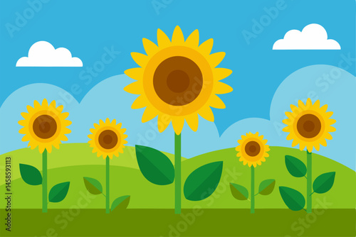 sunflowers in the field