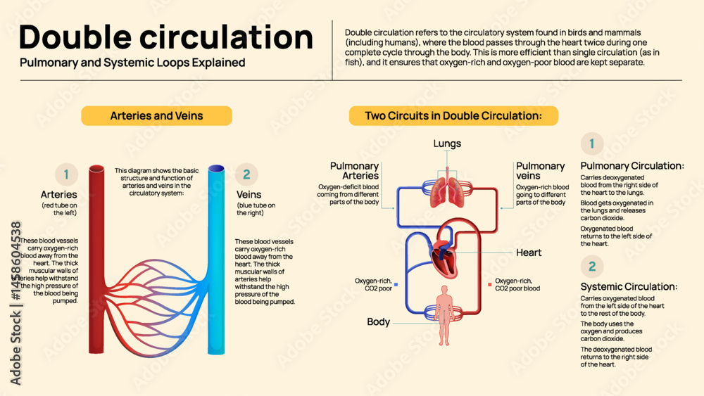 Obraz premium Double Circulation in Humans – Pulmonary and Systemic Circuits Explained