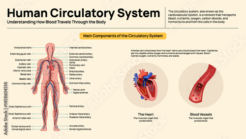 Human Circulatory System Diagram – Arteries, Veins, and Heart Anatomy