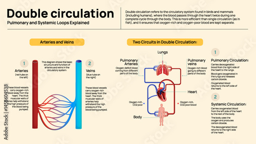 Double Circulation in Humans – Pulmonary and Systemic Circuits Explained