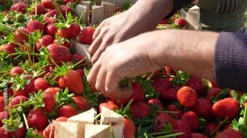 Fresh and natural strawberries picked from the field are placed in crates for shipment.
