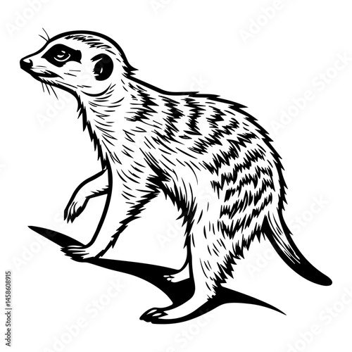 Alert Meerkat