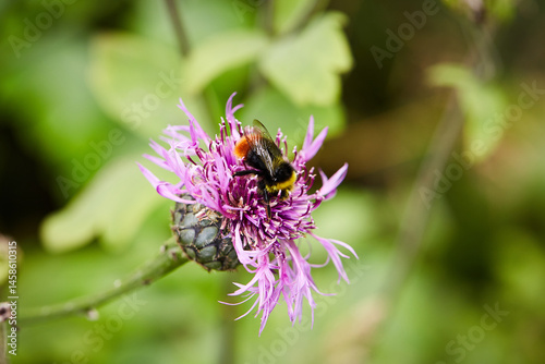 Bumblebee on a flower
