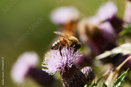 Bee on flower