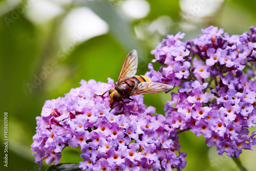 Hoverfly on flower